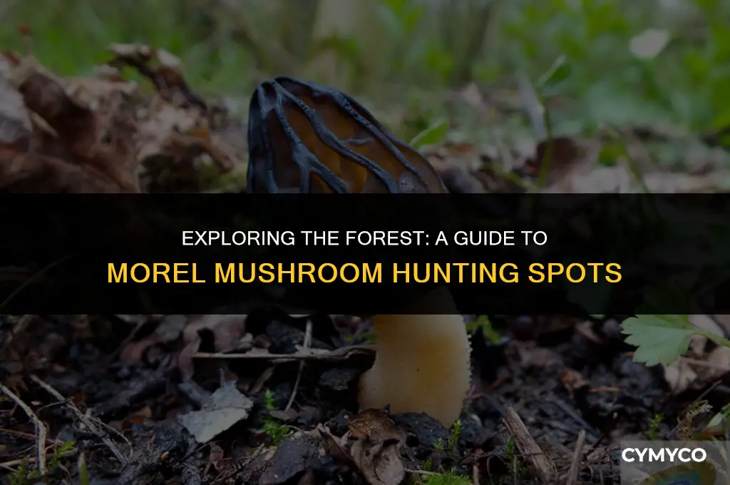 where to find morel mushrooms in the woods