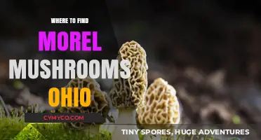 Discovering Morel Mushrooms in Ohio: A Guide to Prime Foraging Spots
