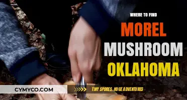 Discovering Morel Mushrooms in Oklahoma: A Guide to Prime Locations