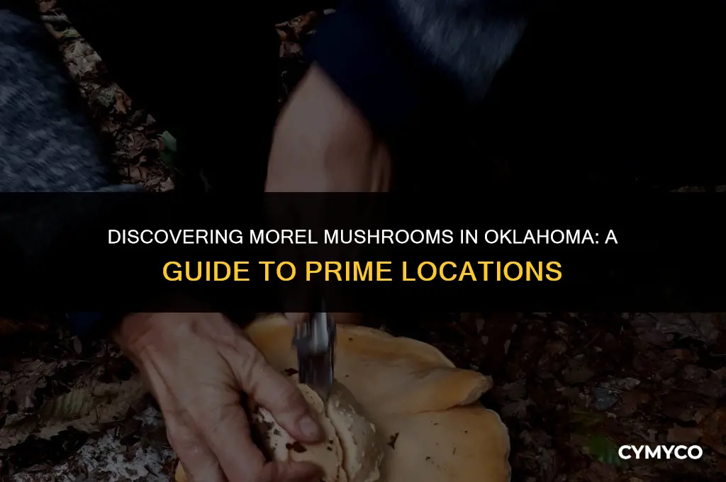 where to find morel mushrooms oklahoma