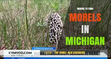 Discovering Michigan's Morel Hotspots: A Guide to Foraging Success