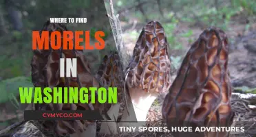 Discover Washington's Best Morel Mushroom Hunting Spots and Tips