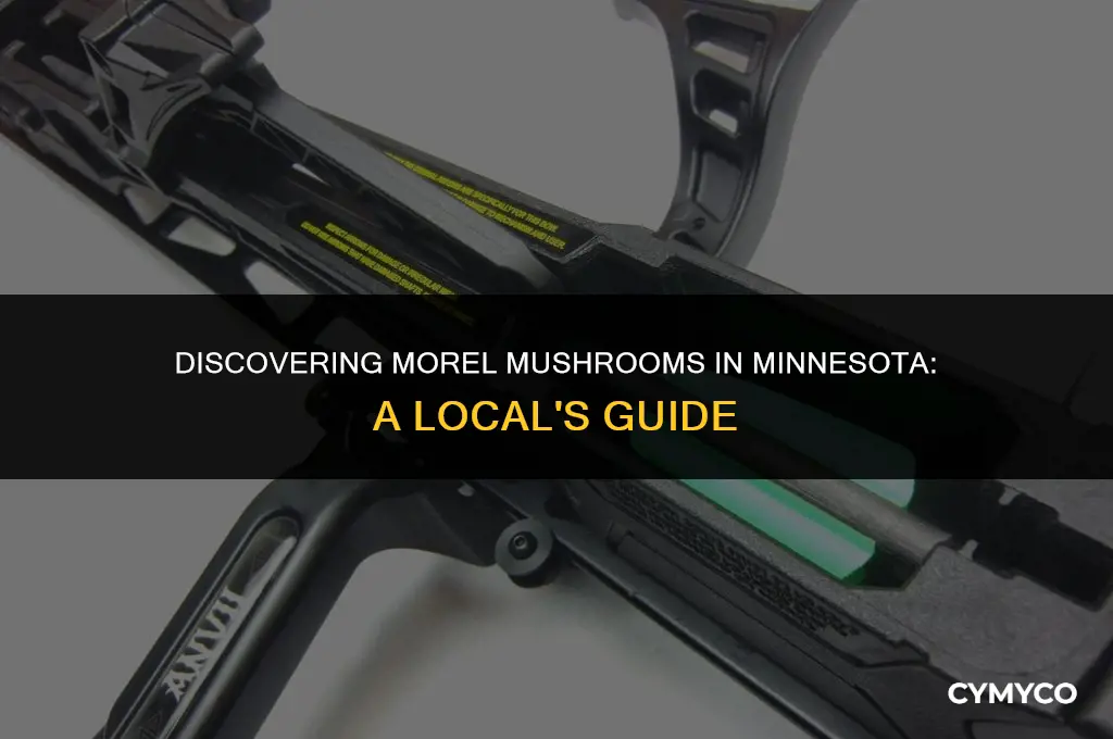 where to find morrel mushrooms in mn