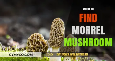 Exploring Nature's Bounty: A Guide to Finding Morel Mushrooms