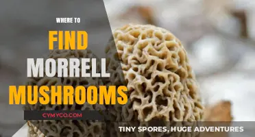 Exploring Nature's Bounty: A Guide to Locating Morrell Mushrooms