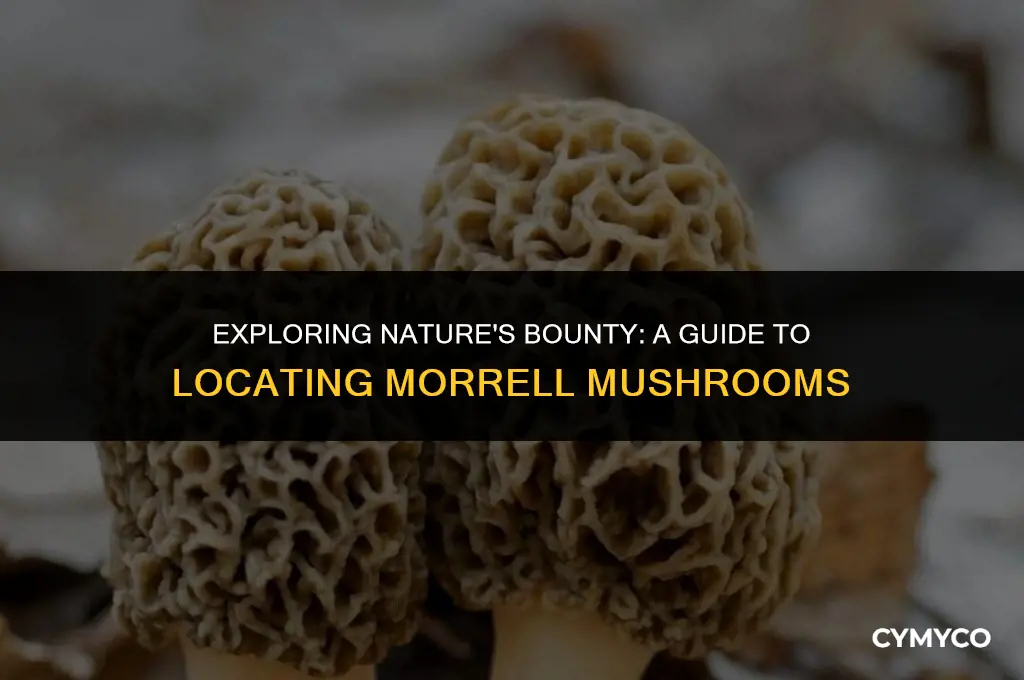 where to find morrell mushrooms