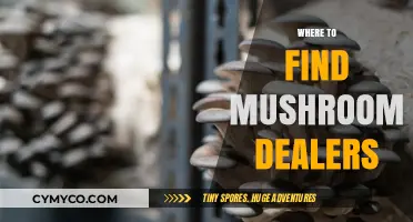 Exploring the Best Spots to Find Mushroom Dealers Near You
