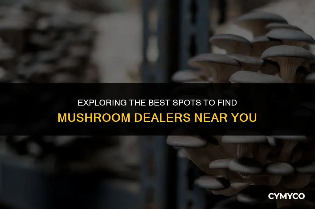 where to find mushroom dealers