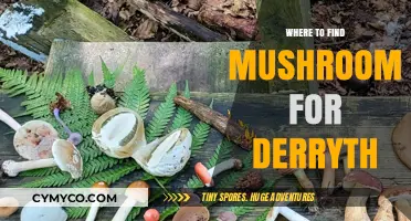 Exploring the Best Spots for Mushroom Foraging in Derryth