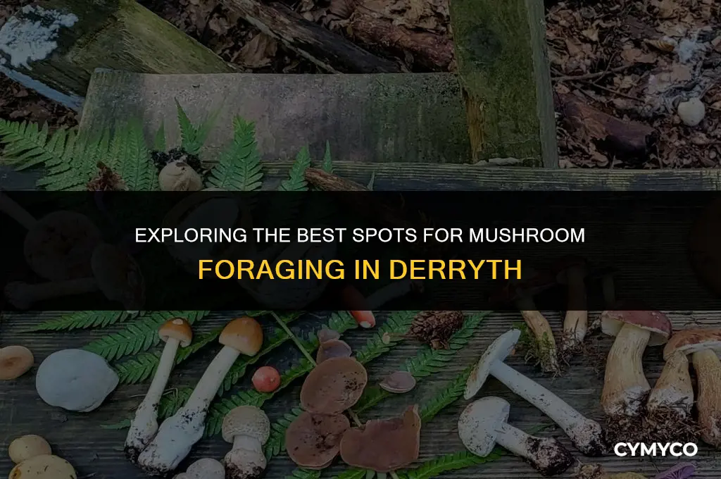 where to find mushroom for derryth