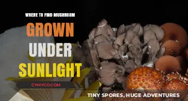 Sunlit Mushrooms: A Guide to Finding Nature's Hidden Treasures
