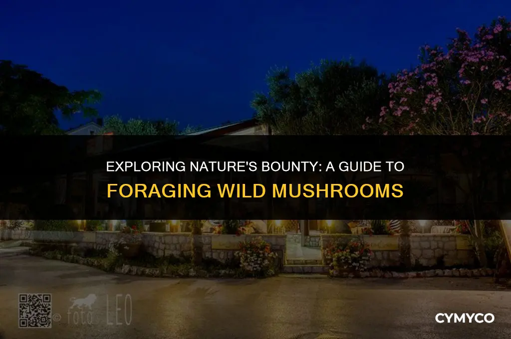 where to find mushroom