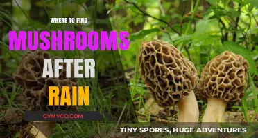 Mushroom Hunting: Prime Spots to Explore After a Rain Shower