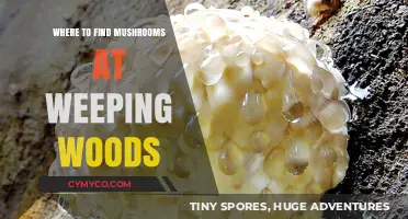Exploring Weeping Woods: A Guide to Mushroom Hunting Hotspots