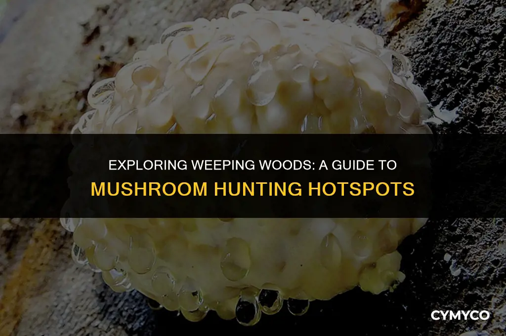 where to find mushrooms at weeping woods