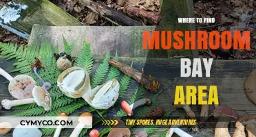 Exploring the Bay Area: Top Spots for Mushroom Hunting