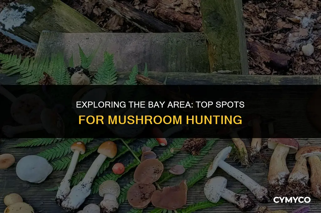 where to find mushrooms bay area