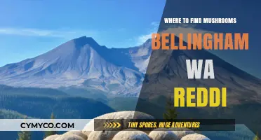 Exploring Bellingham's Best Spots for Mushroom Hunting
