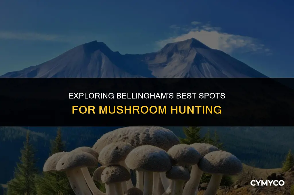 where to find mushrooms bellingham wa reddi