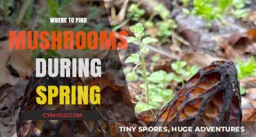 Springtime Mushroom Hunting: A Guide to the Best Spots