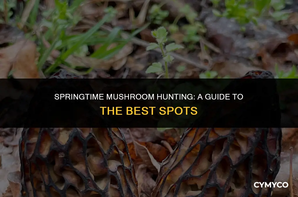 where to find mushrooms during spring