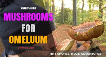 Exploring Nature's Bounty: Top Spots for Foraging Wild Mushrooms