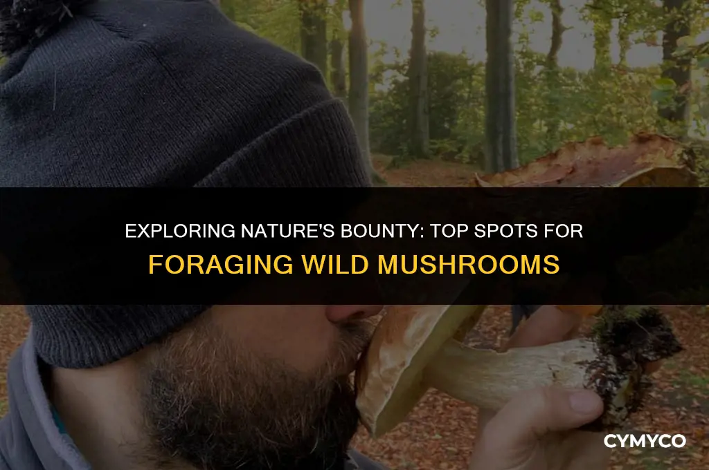 where to find mushrooms for omeluum