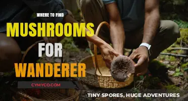 Exploring Nature's Bounty: A Wanderer's Guide to Mushroom Foraging