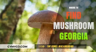 Exploring Georgia's Best Spots for Mushroom Hunting: A Comprehensive Guide