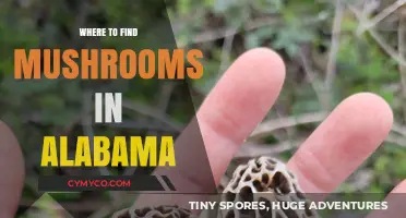 Exploring Alabama's Best Spots for Mushroom Hunting