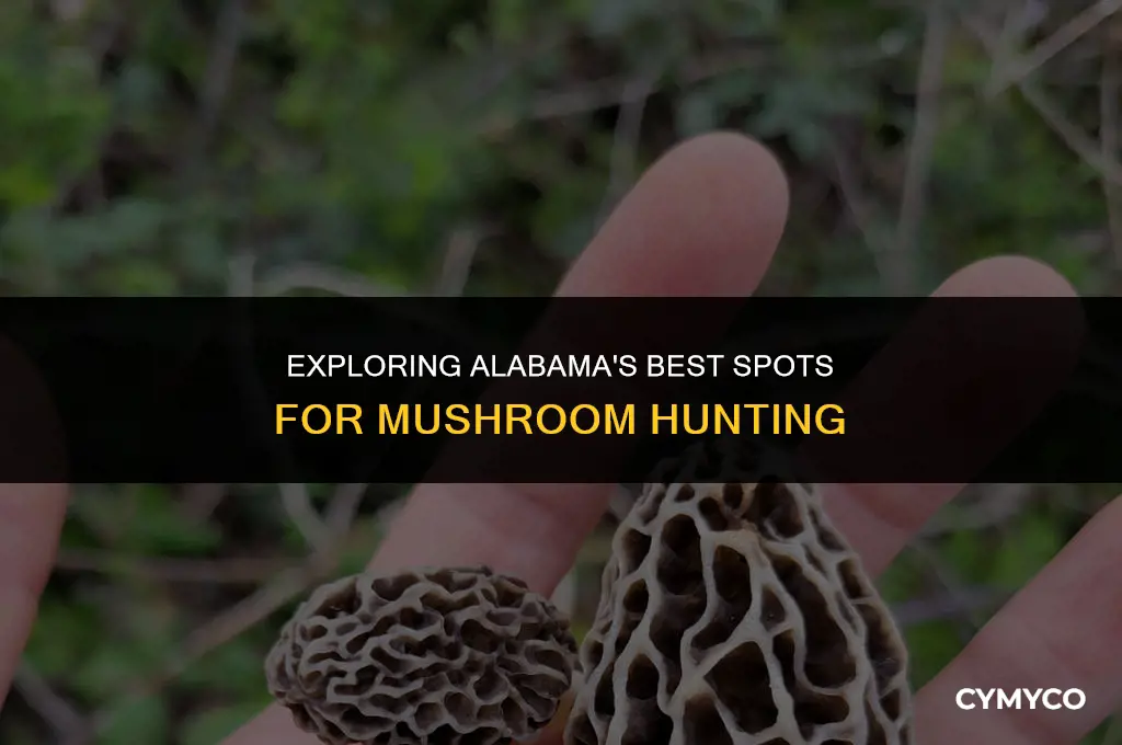where to find mushrooms in alabama