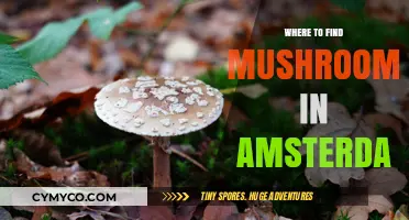 Exploring Amsterdam's Hidden Gems: A Guide to Mushroom Hunting