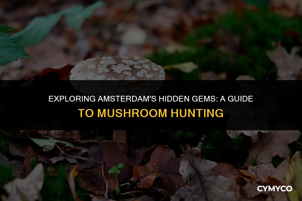 where to find mushrooms in amsterdam