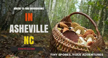 Exploring Asheville's Best Spots for Mushroom Hunting