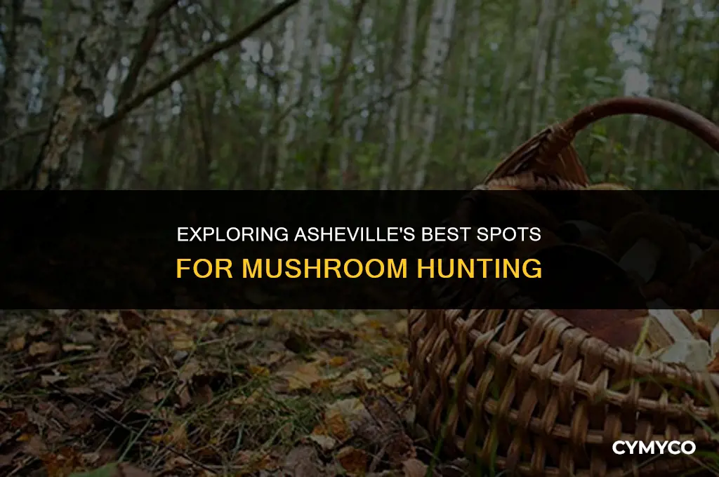 where to find mushrooms in asheville nc