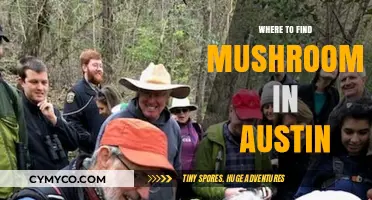 Exploring Austin's Hidden Gems: A Guide to Mushroom Foraging