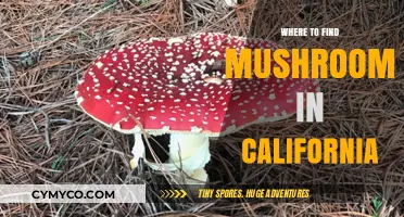 Exploring California's Best Spots for Mushroom Hunting