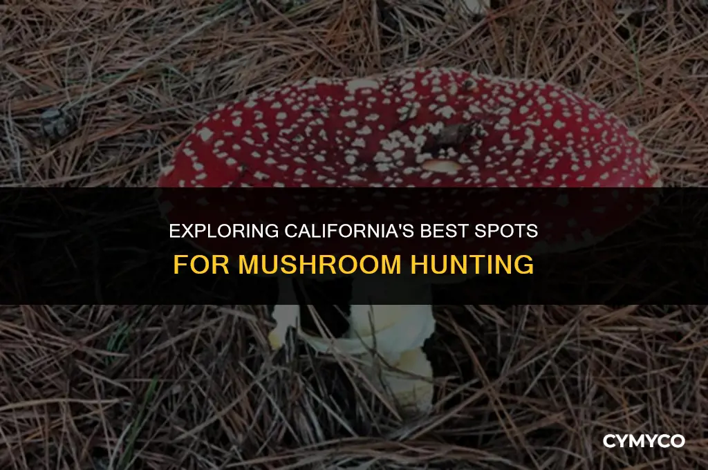 where to find mushrooms in california