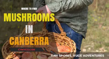 Exploring Canberra's Hidden Gems: A Guide to Mushroom Foraging