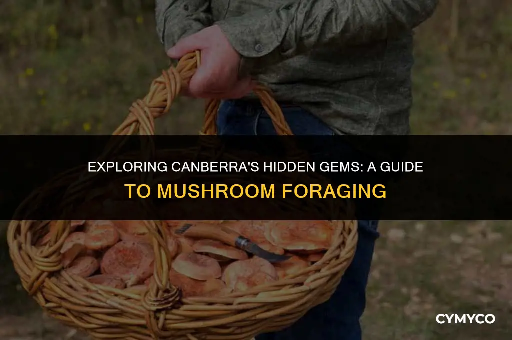 where to find mushrooms in canberra