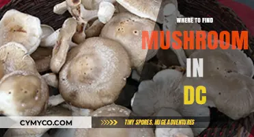 Exploring the Best Spots for Mushroom Hunting in Washington D.C