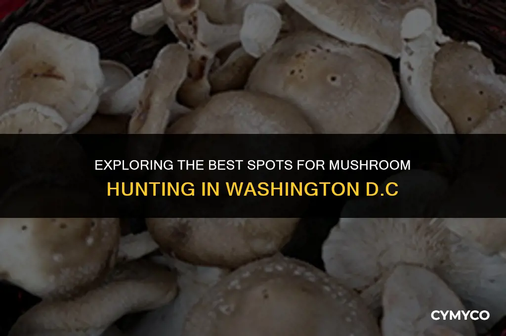 where to find mushrooms in dc