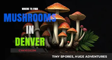Exploring Denver's Best Spots for Mushroom Hunting: A Local's Guide