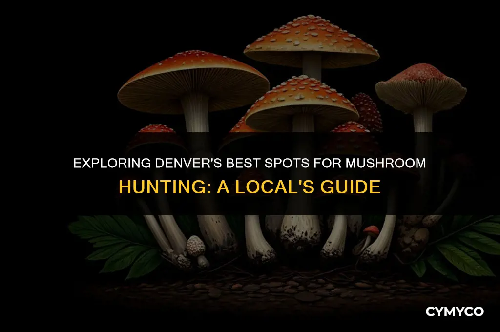 where to find mushrooms in denver