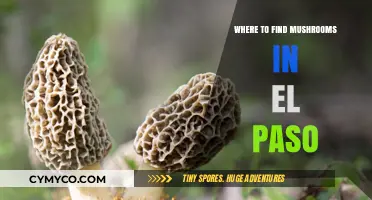 Exploring El Paso: Top Spots for Mushroom Hunting