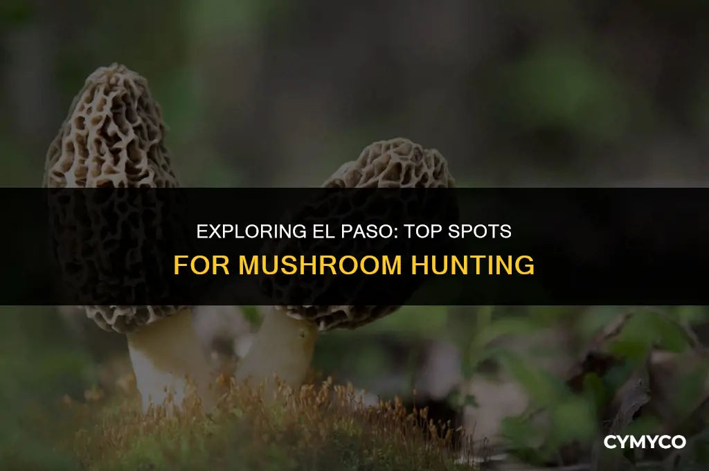 where to find mushrooms in el paso