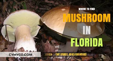 Exploring Florida's Fungi: A Guide to Mushroom Hunting Hotspots