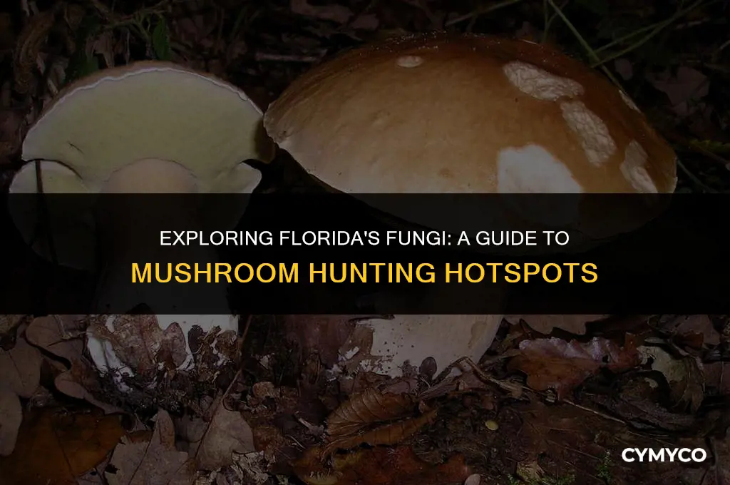 where to find mushrooms in florida