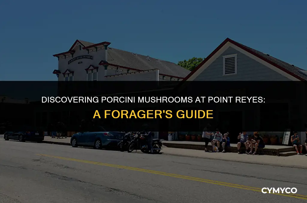 where to find porcini at pt reyes