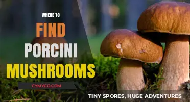Exploring Nature's Bounty: A Guide to Finding Porcini Mushrooms